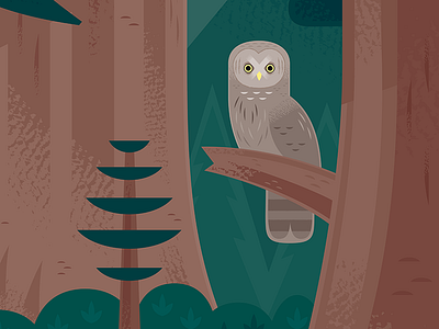 Great Grey Owl animals bird california design forest illustration national parks nature owl sequoia wildlife yosemite