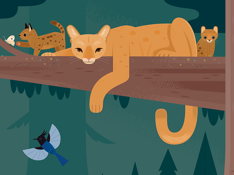 Puma Family national parks nature american wildlife mountain lion cougar puma wildlife california animals design illustration