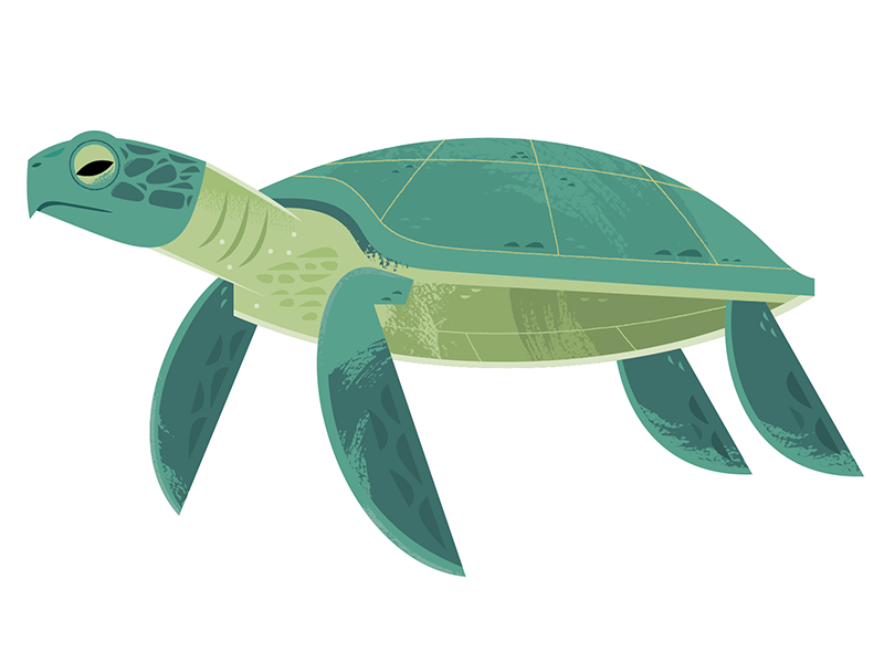 Pacific Sea Turtle by Alexander Vidal on Dribbble