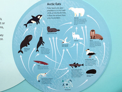Arctic Food Web By Alexander Vidal Dribbble Arctic Food Web By Alexander Vidal Dribbble