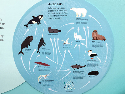 Arctic Food Web animals illustration infographic nature polar bear science science illustration spot illustrations walrus
