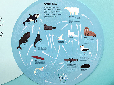 Arctic Food Web