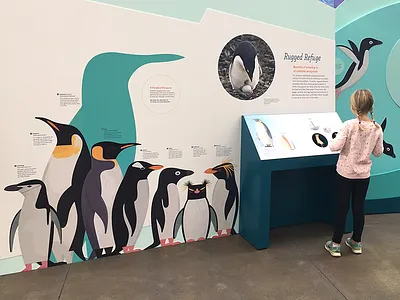 Penguins animal icons animals antarctica illustration infographics museum nature science scientific illustration wildlife