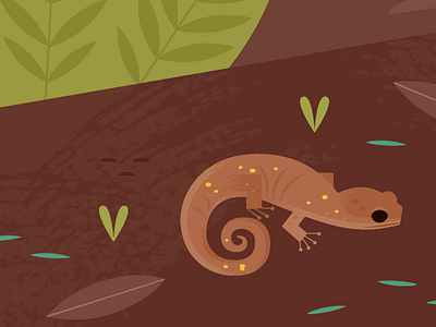 Arboreal Salamander