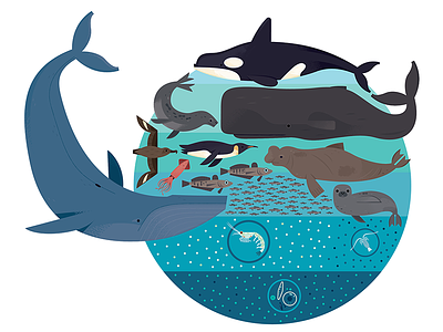 Antarctic Food Chain animals chart design fish illustrated infographic illustration infographic ocean life orca sea life whales wildlife