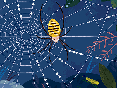 Spider animals illustration insects nature spider wildlife