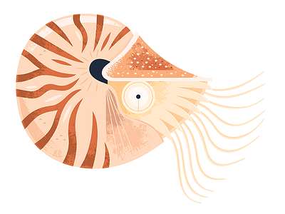 Nautilus animal illustration animals fish icon illustration nature nautilus ocean science spot illustration wildlife
