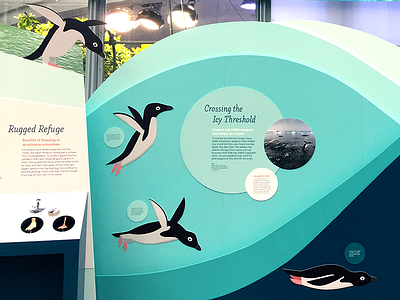 Diving Penguin animals illustration museum museum display nature penguins science