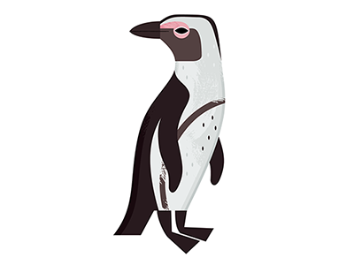 African Penguin animals birds icon design icons illustration nature penguins science spot illustration