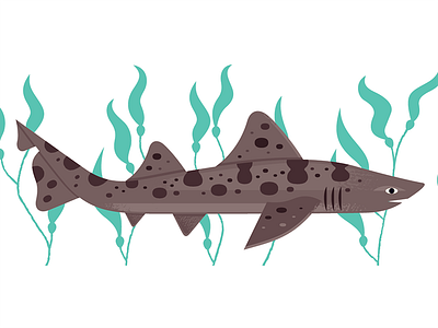 leopard shark drawing