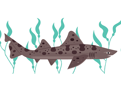 Leopard Shark animals california fish illustration kelp nature nature illustration science shark wildlife