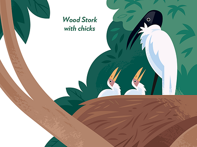 Wood Stork birds illustration nature nest science stork wildlife