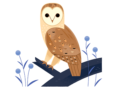 Barn Owl animals birding birds illustration nature nocturnal owl spot illustration wildlife