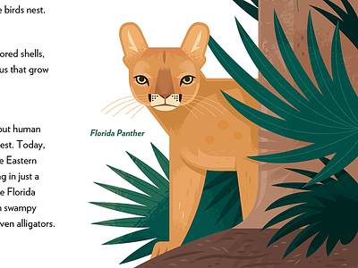 Florida Panther adobe illustrator animals everglades illustrated animals illustration national parks nature puma vector wildlife