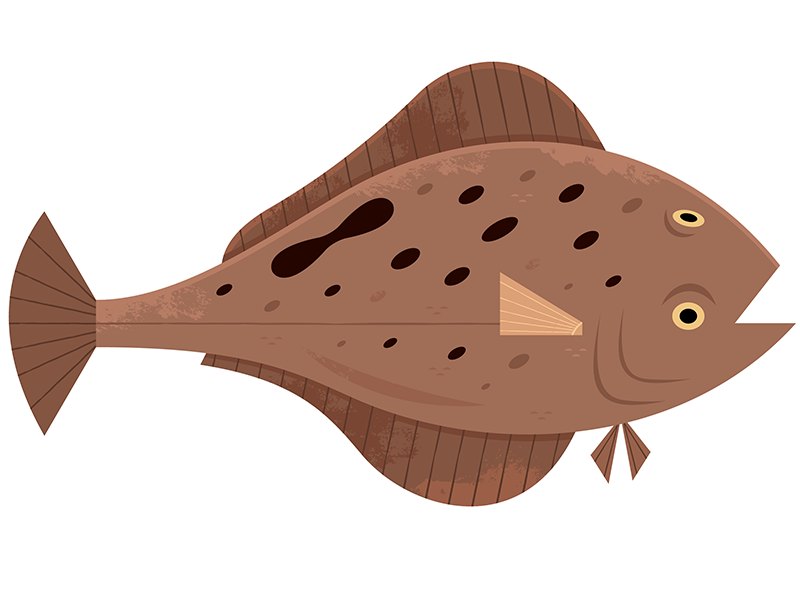 Flounder by Alexander Vidal on Dribbble