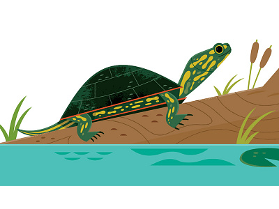 Pond Turtle animals illustration nature reptiles science turtle wetlands wildlife