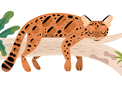 Clouded Leopard animals cats children design illustration kids lit nature vector wildlife