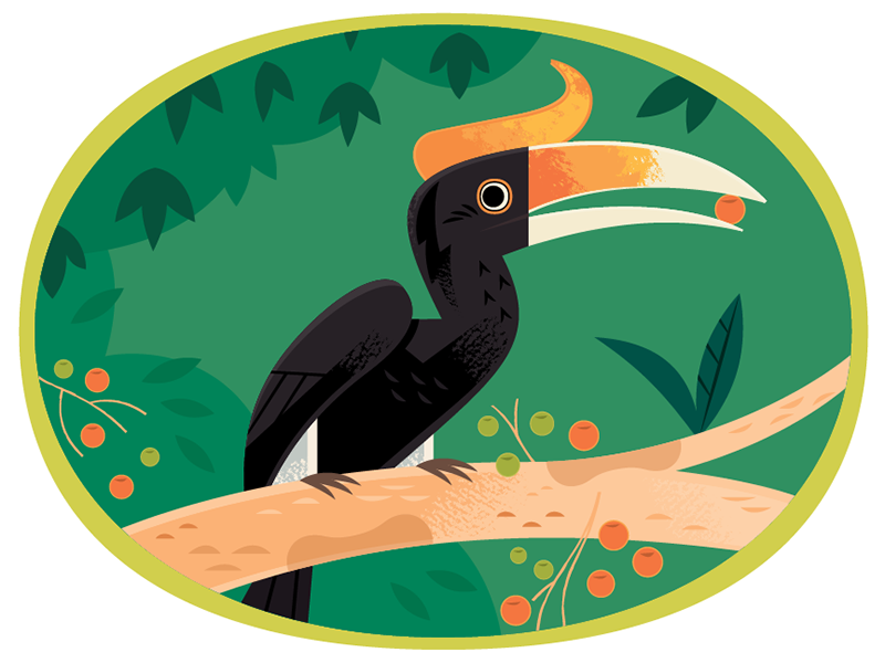 Hornbill jungle birds vector wildlife nature animals illustration
