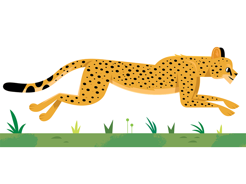 Cheetah by Alexander Vidal on Dribbble