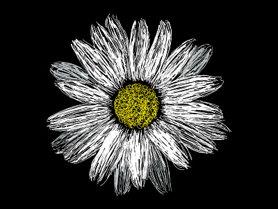 Daisy Sketch