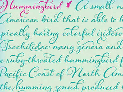 Hummingbird calligraphy font lettering script type typography