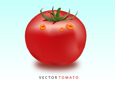 Vector Tomato art illustrator tomato