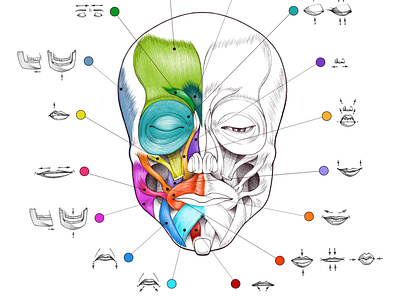 Face muscles anatomy body design digital illustration drawing education face muscles human icons illustration infographic information muscles print