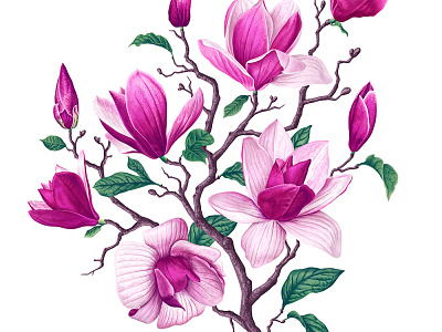 Pink Magnolia adobe illustrator anise magnolia background bloom blossom botanical botanical illustration branch bud flower hand drawn illustration invitation isolated magnolia mark pink realistic spring vector