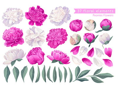 White and Pink Peonies set 2d 2d art beautiful details digitalart elements flowers hand drawn handmade illustration leaves peonies peony petals pink plant print design spring vector white