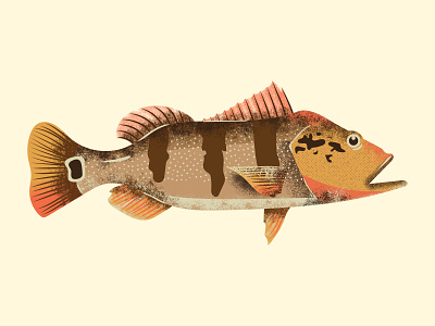 Tucunare amazon brasil brazil brazilian design fish fishing grain grain texture ilustrator peixe river riverside tropical tucuna tucunare vector water