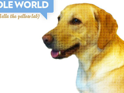 Bella the yellow lab in Bello awesome dog bello bubble