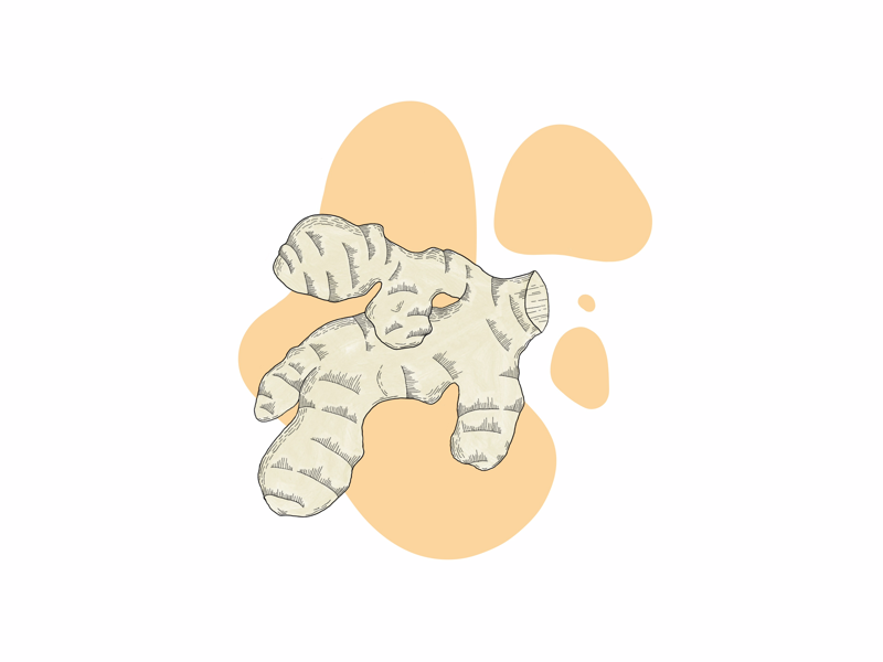 Ginger by Athanasia Siamos on Dribbble