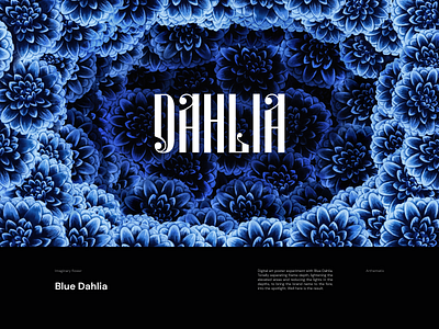 Dahlia digital art poster