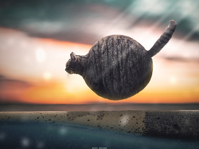 Walking Cat animal artwork design landscape lightroom manipulation photography photoshop visual art