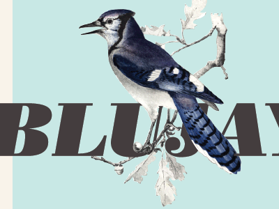 blujay color design illustration layout poster typography