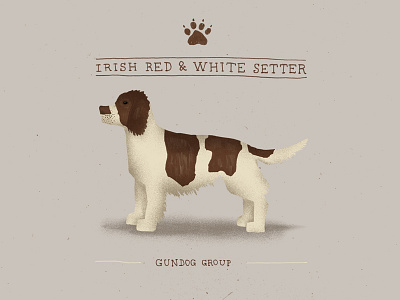 Irish Red and White Setter dog doodle gundog illustration