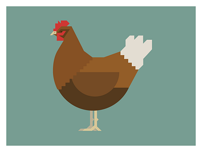 Chicken birds chicken farm hen illustrator vector