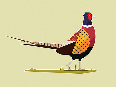 Pheasant birds pheasant vector