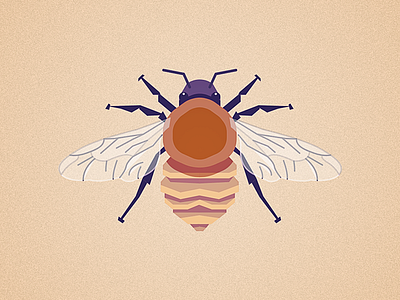 Common Carder Bee bee illustration