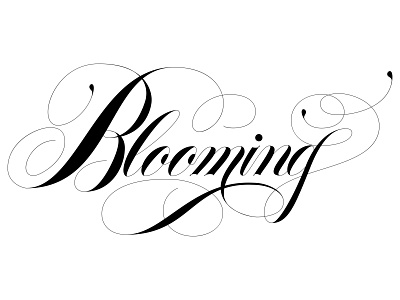 Blooming calligraphy lettering lettering art spencerian typography