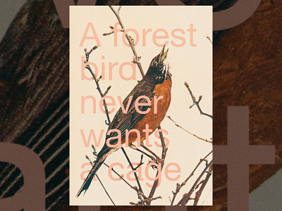 A forest bird animal bird design forest graphic design poster quote typography