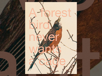 A forest bird
