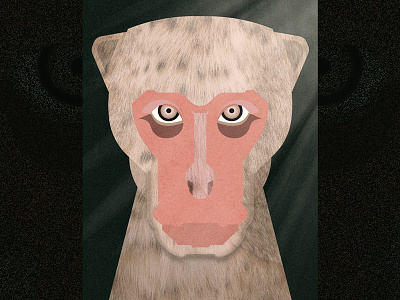 Japanese macaque animal eyes face japanese macaque jungle monkey portrait wood