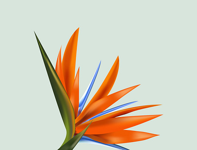 Strelitzia flower bird of paradise exotic flora flower illustration nature print strelitzia