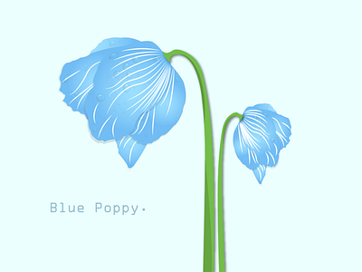 Blue Poppy Flower branding design graphic design illustration logo vector