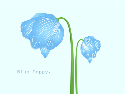 Blue Poppy Flower branding design flat graphic design illustration logo vector