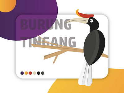 The Tingang Bird - Rare Bird in Borneo bird bird illustration borneo indonesia