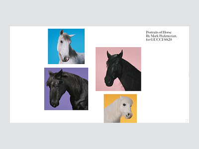 010 - Portraits of Horse animal animal art animation design horse portraits typography ui ux web web design website