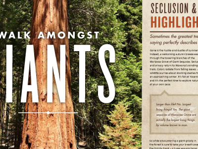 Timberlines Spread editorial magazine type