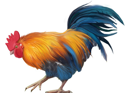 rooster1 design illustration